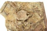 Dinosaur Rib, Metatarsal, and Tendons in Sandstone - Wyoming #229643-1